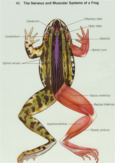 how are frogs similar to humans internally